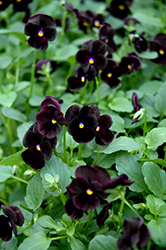 Sorbet Black Delight Pansy (Viola 'Sorbet Black Delight') at Wolf's Blooms & Berries