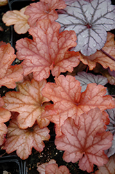 Paprika Coral Bells (Heuchera 'Paprika') at Wolf's Blooms & Berries