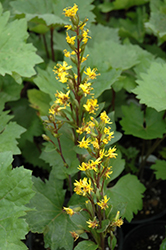 Bottle Rocket Rayflower (Ligularia 'Bottle Rocket') at Wolf's Blooms & Berries