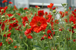 Mrs. Bradshaw Avens (Geum 'Mrs. Bradshaw') at Wolf's Blooms & Berries