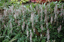 Pink Skyrocket Foamflower (Tiarella 'Pink Skyrocket') at Wolf's Blooms & Berries