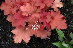 Rio Coral Bells (Heuchera 'Rio') at Wolf's Blooms & Berries