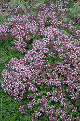 Magic Carpet Thyme (Thymus serpyllum 'Magic Carpet') at Wolf's Blooms & Berries