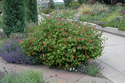 Dropmore Scarlet Trumpet Honeysuckle (Lonicera x brownii 'Dropmore Scarlet') at Wolf's Blooms & Berries