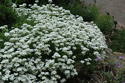 Candytuft (Iberis sempervirens) at Wolf's Blooms & Berries