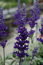 Cathedral Deep Blue Salvia (Salvia farinacea 'Cathedral Deep Blue') at Wolf's Blooms & Berries
