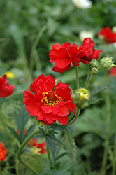 Mrs. Bradshaw Avens (Geum 'Mrs. Bradshaw') at Wolf's Blooms & Berries