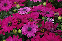 Serenity Dark Purple African Daisy (Osteospermum 'Serenity Dark Purple') at Wolf's Blooms & Berries