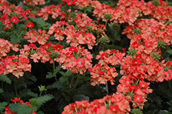 Lanai Peach Verbena (Verbena 'Lanai Peach') at Wolf's Blooms & Berries