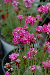 Splendens Sea Thrift (Armeria maritima 'Splendens') at Wolf's Blooms & Berries