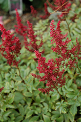 August Light Astilbe (Astilbe x arendsii 'August Light') at Wolf's Blooms & Berries