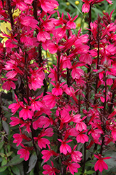 Starship Deep Rose Lobelia (Lobelia 'Starship Deep Rose') at Wolf's Blooms & Berries
