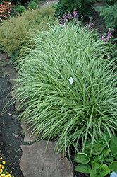 Ice Dance Sedge (Carex morrowii 'Ice Dance') at Wolf's Blooms & Berries