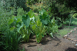 Jack's Giant Elephant Ear (Colocasia esculenta 'Jack's Giant') at Wolf's Blooms & Berries