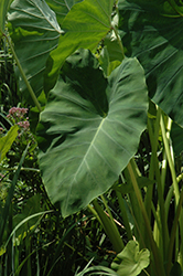 Jack's Giant Elephant Ear (Colocasia esculenta 'Jack's Giant') at Wolf's Blooms & Berries