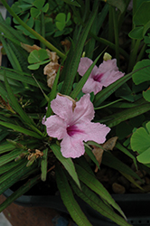 Pink Mexican Petunia (Ruellia brittoniana 'Pink') at Wolf's Blooms & Berries