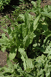 French Sorrel (Rumex scutatus) at Wolf's Blooms & Berries