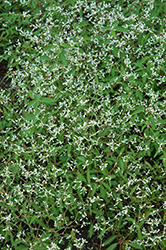 Breathless White Euphorbia (Euphorbia 'Balbrewite') at Wolf's Blooms & Berries