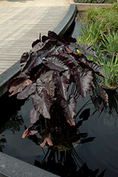 Royal Hawaiian Black Coral Elephant Ear (Colocasia esculenta 'Black Coral') at Wolf's Blooms & Berries