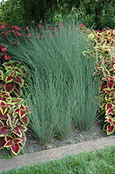 Blue Arrows Rush (Juncus inflexus 'Blue Arrows') at Wolf's Blooms & Berries