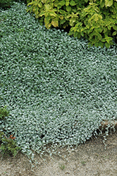 Silver Falls Dichondra (Dichondra argentea 'Silver Falls') at Wolf's Blooms & Berries