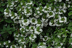 Bondi White Fan Flower (Scaevola aemula 'Bondi White') at Wolf's Blooms & Berries