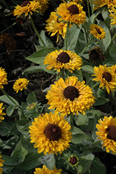 Maya Coneflower (Rudbeckia hirta 'Maya') at Wolf's Blooms & Berries