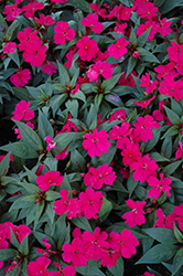 SunPatiens Compact Royal Magenta New Guinea Impatiens (Impatiens 'SunPatiens Compact Royal Magenta') at Wolf's Blooms & Berries