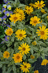 Sunstruck False Sunflower (Heliopsis helianthoides 'Sunstruck') at Wolf's Blooms & Berries