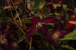 Sweet Summer Love Clematis (Clematis 'Sweet Summer Love') at Wolf's Blooms & Berries