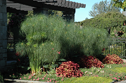 King Tut Egyptian Papyrus (Cyperus papyrus 'King Tut') at Wolf's Blooms & Berries