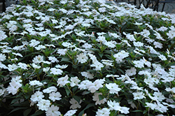 SunPatiens Vigorous White New Guinea Impatiens (Impatiens 'SAKIMP065') at Wolf's Blooms & Berries