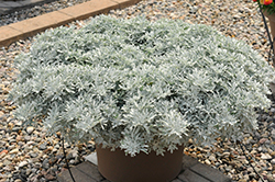 FanciFillers Sea Salt Artemesia (Artemisia 'Wesartfafisesa') at Wolf's Blooms & Berries