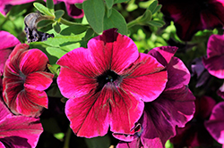 Crazytunia Cosmic Purple Petunia (Petunia 'Crazytunia Cosmic Purple') at Wolf's Blooms & Berries