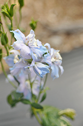 Magic Fountains Sky Blue White Bee Larkspur (Delphinium 'Magic Fountains Sky Blue White Bee') at Wolf's Blooms & Berries