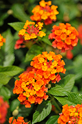 Landmark Red Lantana (Lantana camara 'Balandred') at Wolf's Blooms & Berries