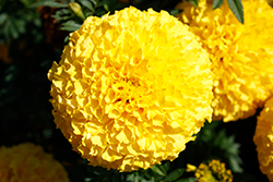 Marvel II Yellow Marigold (Tagetes erecta 'PAS1363450') at Wolf's Blooms & Berries