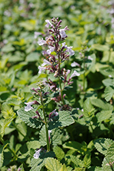 Whispurr Pink Catmint (Nepeta x faassenii 'Balpurrink') at Wolf's Blooms & Berries