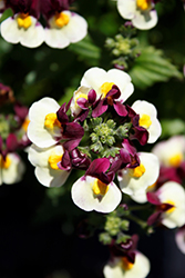 Escential Raspberry Lemonade Nemesia (Nemesia 'Escential Raspberry Lemonade') at Wolf's Blooms & Berries