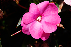 SunPatiens Compact Hot Pink New Guinea Impatiens (Impatiens 'SAKIMP061') at Wolf's Blooms & Berries
