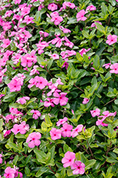 Cora Cascade Lilac Vinca (Catharanthus roseus 'Cora Cascade Lilac') at Wolf's Blooms & Berries