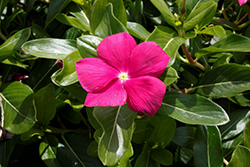 Cora Cascade Violet Vinca (Catharanthus roseus 'Cora Cascade Violet') at Wolf's Blooms & Berries