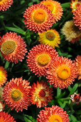 Cottage Bronze Strawflower (Bracteantha 'Wesbracobron') at Wolf's Blooms & Berries