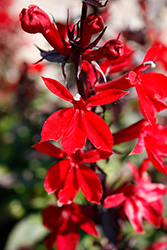 Starship Scarlet Lobelia (Lobelia 'Starship Scarlet') at Wolf's Blooms & Berries