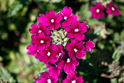 EnduraScape Magenta Verbena (Verbena 'Balendmag') at Wolf's Blooms & Berries