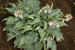 Tears In Heaven Hosta (Hosta 'Tears In Heaven') at Wolf's Blooms & Berries