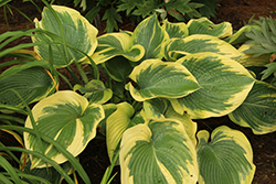 Terms Of Endearment Hosta (Hosta 'Terms Of Endearment') at Wolf's Blooms & Berries