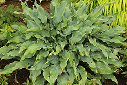 Wild Imagination Hosta (Hosta 'Wild Imagination') at Wolf's Blooms & Berries