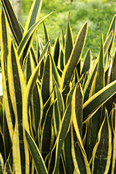 Black Gold Snake Plant (Sansevieria trifasciata 'Black Gold') at Wolf's Blooms & Berries