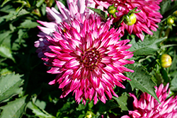 MegaBoom Berry Blast Dahlia (Dahlia 'MegaBoom Berry Blast') at Wolf's Blooms & Berries